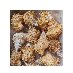 เปลือกหอยทะเลสีขาวขนาดใหญ่ที่ทำความสะอาดยาวเปลือกหอยทะเลสีเหลืองขนาดใหญ่หอยเชลล์หอยเชลล์ - Product Image 5