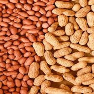 Cacahuetes Tostados 100% Naturales Crudos a la Venta a un Precio Moderado - Product Image 1