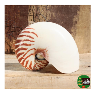 Nautilus Shell Proveedor en Vietbam, Nautilus Shell con cámara, Nautilus Shell pulido Exportación para coleccionables y diseño decorativo - Product Image 5
