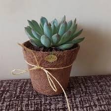 Productos de fibra de coco al por mayor de aplicaciones agrícolas e industriales de Vietnam - Product Image 5