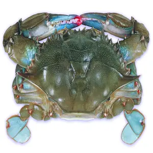 Wholesale Frozen Blue Swimming Crab