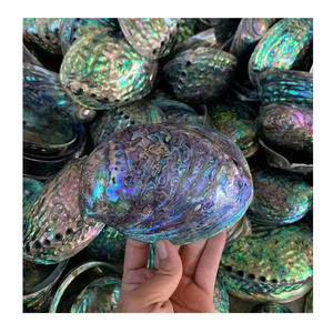 Coquille de paua verte et blanche brute, belle nacre de nacre, coquille d'ormeau naturelle polie, décoration d'intérieur, irisé bleu - Product Image 1