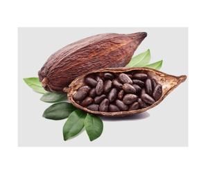Cacao en vrac à vendre Cacao de qualité supérieure disponible en grandes quantités pour les commandes en gros à bas prix - Product Image 4