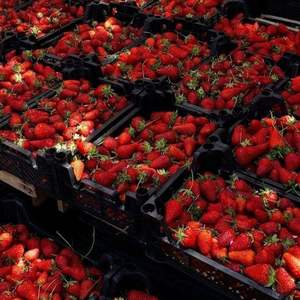 Fresas Frescas de Clase I en Empaque a Granel Listas para Comer - Product Image 6