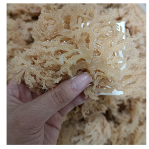 Algues Cottonii séchées salées, produit marin naturel de haute qualité du Vietnam pour l'exportation - Product Image 5