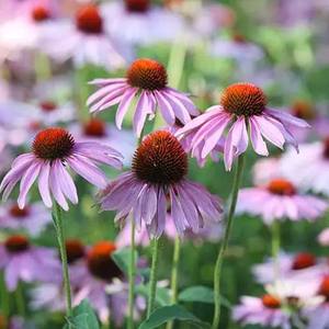 Sıcak satış fabrika doğrudan tedarik ekinezya özü ekinezya Purpurea özü tozu ihracat için uygun fiyat - Product Image 3