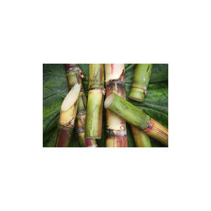 Canne à sucre biologique - Haute qualité, qualité supérieure, durée de conservation de 2 ans, origine Belgique, pour les producteurs et les marchés éco-responsables - Product Image 5