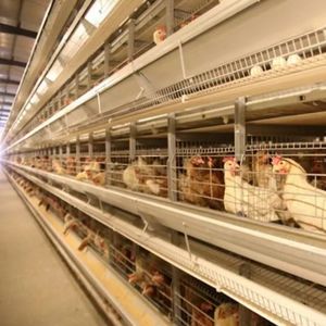 Nuevo equipo automático de alimentación de agua para jaula de capa de pollo de engorde tipo H para producción de aves de corral - Product Image 3