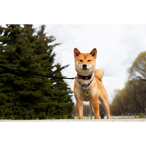 Etiqueta individual con código QR e identificación, fabricada en Italia, marca Wanted Slash - Product Image 4