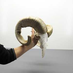 L ผลงานชิ้นเอกรูปควายและกระโหลกแกะแกะสลักด้วยมืออันประณีตพร้อมเขาอันงดงามผนังร่วมสมัยและศิลปะขาตั้ง - Product Image 2