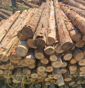 Las mejores pilas de madera para construcción/encofrado/madera estructural, estacas de madera con precio barato y alta calidad - Product Image 5