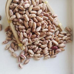 Frijoles Pintos Secos Orgánicos de Primera Calidad en Venta, Empaquetado a Granel, Origen Reino Unido, Nutrición Saludable e Industria de Procesamiento de Alimentos - Product Image 4