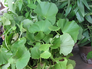 100% tinh khiết cấp thực phẩm bacopa monnieri bột <span class=keywords><strong>Brahmi</strong></span> chiết xuất thảo dược số lượng lớn bacosides nội dung chứng nhận chiết xuất dung môi - Product Image 3