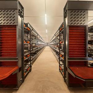 Offerta Speciale: Gabbie a Batteria Tipo H per Allevamento Polli Ovaiole, Attrezzatura per 10.000 Galline Ovaiole - Product Image 3