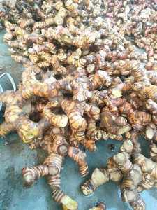 Vietnam <b>Dried</b> Galangal Root 100% Natural, Aromatic & Ready for Cooking or Herbal Use - Product Image 3