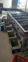 Citron frais sans pépins du Vietnam, qualité Long An, fruit d'agrumes naturel, paquet de 10 kg