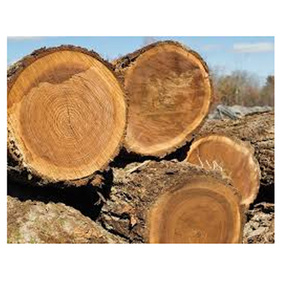 ไม้โอ๊กชิ้นใหญ่จากซัพพลายเออร์อเมริกาเหนือ พร้อมเอกสารส่งออกครบถ้วนและใบรับรองทางสุขอนามัย - Product Image 2