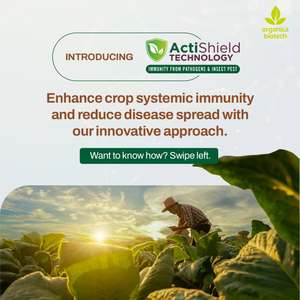 Forma en polvo Bacteriana Hoja Blight Cure - Product Image 2