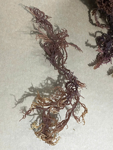 Mousse de mer séchée vietnamienne de qualité supérieure infusée de délicieux assaisonnements et d'algues nori, emballée commodément dans des sacs - Product Image 4