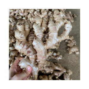 Vente en gros de gingembre frais/gingembre tranché en vrac à bas prix du Vietnam - Product Image 4