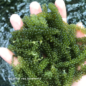 Caulerpa lentillifera déshydraté/Raisins de mer frais du Vietnam (caviar vert)/Mme Jessi - Product Image 2