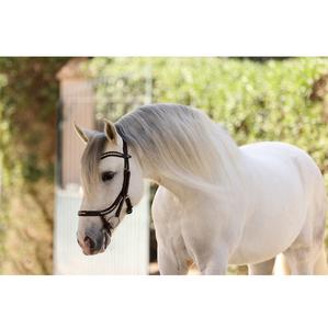 Bride anatomique noire de haute qualité pour chevaux New Goutte Muserolle et Snaffle Leather Wholesale - Product Image 1