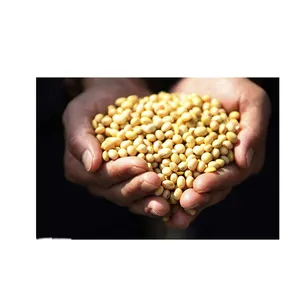 优质非转基因批发新鲜大豆优质准备出货发芽和食品级黄大豆/顶级