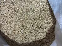 Graines de millet canari écologiques d'origine américaine en gros, millet blanc, millet rouge, millet pointu, aliments pour oiseaux, 25 kg, graines de graminées