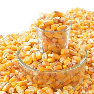 Producto de almacenamiento de maíz orgánico de tipo seco con condición de alto grado de humedad de estilo animal cultivado en su lugar - Product Image 2