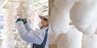 Éponge Konjac Naturelle Fabriquée au Japon pour le Nettoyage du Visage, Écologique, Haute Absorption d'Eau, Style Japonais, Meilleure Vente 2023
