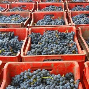 Uvas Negras Reales Fesh de Otoño - Uvas de Mesa Grandes Sin Semillas Clase 1, Duración de 30+ Días, para Exportación Mayorista Premium - Product Image 6