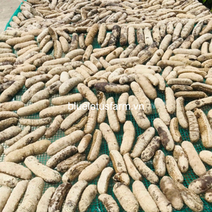 Kering ikan kari laut timun dari VIETNAM Kanto timun flastcus laut timun Malaysia tas hitam gaya + 84 961066080