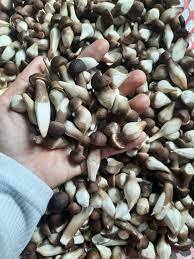 Hongo de vástago de enraizamiento congelado de calidad premium Xerula radicata congelado entrega rápida con precio barato - Product Image 5