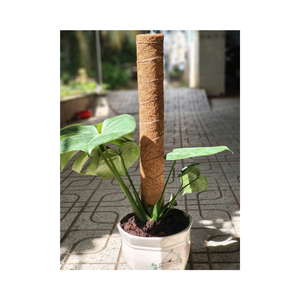 คันเบ็ดทำมือจากเวียดนามสำหรับพืชป่าในร่มส่งออกขั้นต่ำ - Product Image 2