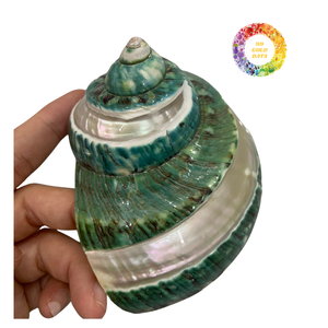 Turbo Shell Material artesanal pulido para joyería y artesanía Exportación de Vietnam de alta calidad - Product Image 2