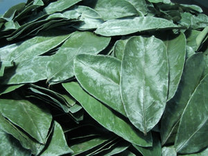 Hojas de Guanábana Secas al Aire, Naturales y Orgánicas // Sr. Kevin - Product Image 6