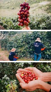 Granos de café tostado 100% Robusta Alta calidad Gaia Tradition 250g Bolsa OEM/ODM Café molido Proceso natural - Product Image 2