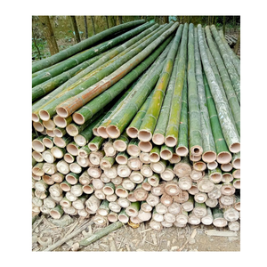 Postes de bambú duraderos para exportación Postes de bambú naturales de alta calidad - Product Image 6