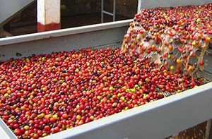 Fabricante Directo de Granos de Café Verde # Arabica Full Washed Crop 25-26 – Se Aceptan Pedidos al por Mayor Origen Vietnam - Product Image 4