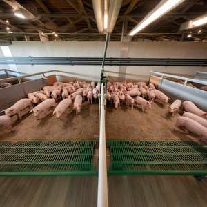 Struttura in acciaio a basso prezzo casa di allevamento di suini automatico capannone per suini prefabbricato penna sistema di alimentazione di porco kit per la casa del maiale - Product Image 2