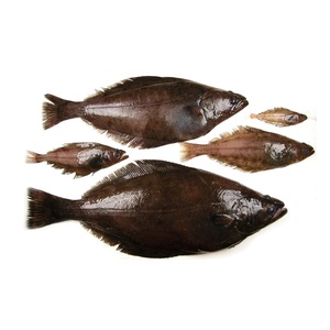 Vente en gros de hareng frais congelé de qualité supérieure à prix avantageux, fruits de mer pour l'exportation mondiale - Product Image 3