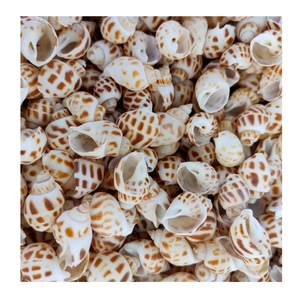 Conchas marinas finamente seleccionadas con detalles intrincados, perfectas para arte único con temática costera y artesanías hechas a mano - Product Image 2