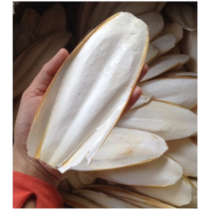 จําหน่ายกระดูกปลาหมึกคุณภาพสูงขายส่งสําหรับร้านขายสัตว์เลี้ยงและผู้ปลูกจากซัพพลายเออร์เวียดนาม - Product Image 2