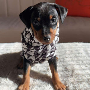 Pied de poule chien polaire 100% coton chien pull personnalisé XXS-5XL tailles pour animaux de compagnie 3-100 Lbs pour grands chiens 2 choix de couleurs printemps - Product Image 1