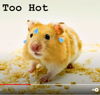 Maison pour animaux de compagnie en plastique en forme d'igloo avec base rafraîchissante pour gerbilles et hamsters - Forme ronde, durable et facile à nettoyer