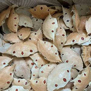 Cleaned and Dried <b>Crab</b> Shell Good Decorative Product Unique Decoration <b>Crab</b> Carapace Ornament Vietnam Supplier - Product Image 1