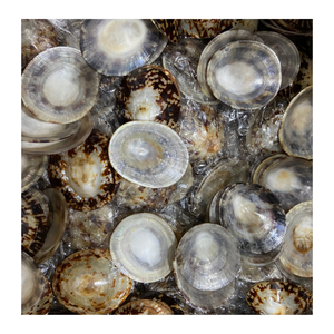 Craft Product Limpet Shell from Vietnam Used for <b>Mosaic</b> <b>Art</b> and <b>Wall</b> Decor by 99 Gold Data Exporter - Product Image 5