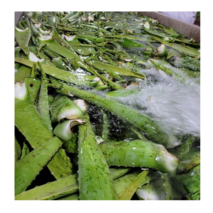 Hojas frescas de aloe vera de Vietnam para el cuidado de la piel y uso cosmético - Product Image 2