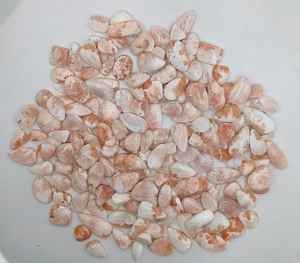 100% cabujón de piedras preciosas de escolecita Natural de alta calidad, joyería pulida única para fabricantes de joyas, lote de piedras preciosas sueltas - Product Image 2