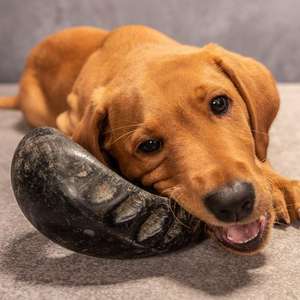Cuerno de búfalo puro de alta calidad para masticar perros, tratamiento saludable duradero, textura dura, aperitivo orgánico para mascotas, Ideal para recompensa de Entrenamiento de Cuidado Dental - Product Image 2